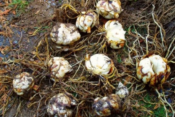 Кракен сайт вход kraken torion