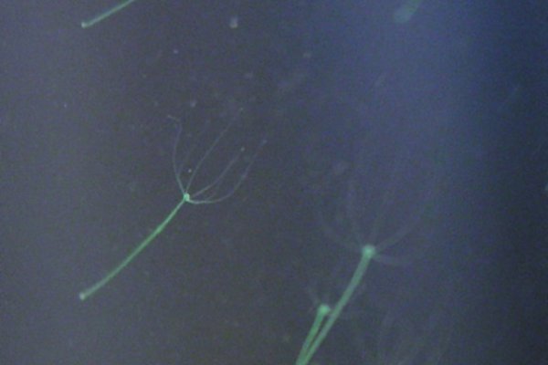 Аутентификатор кракен